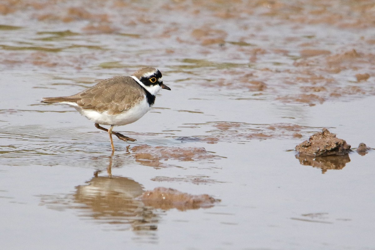 コチドリ - ML647079221