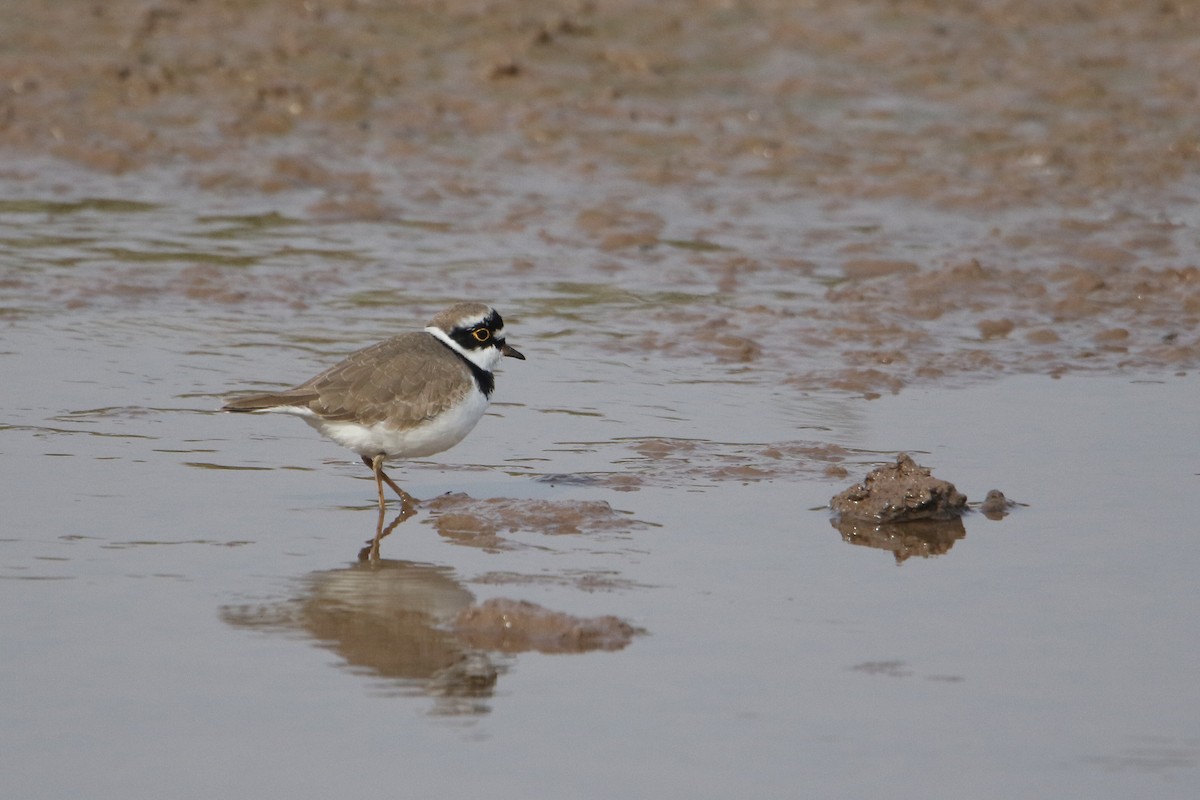 コチドリ - ML647079222