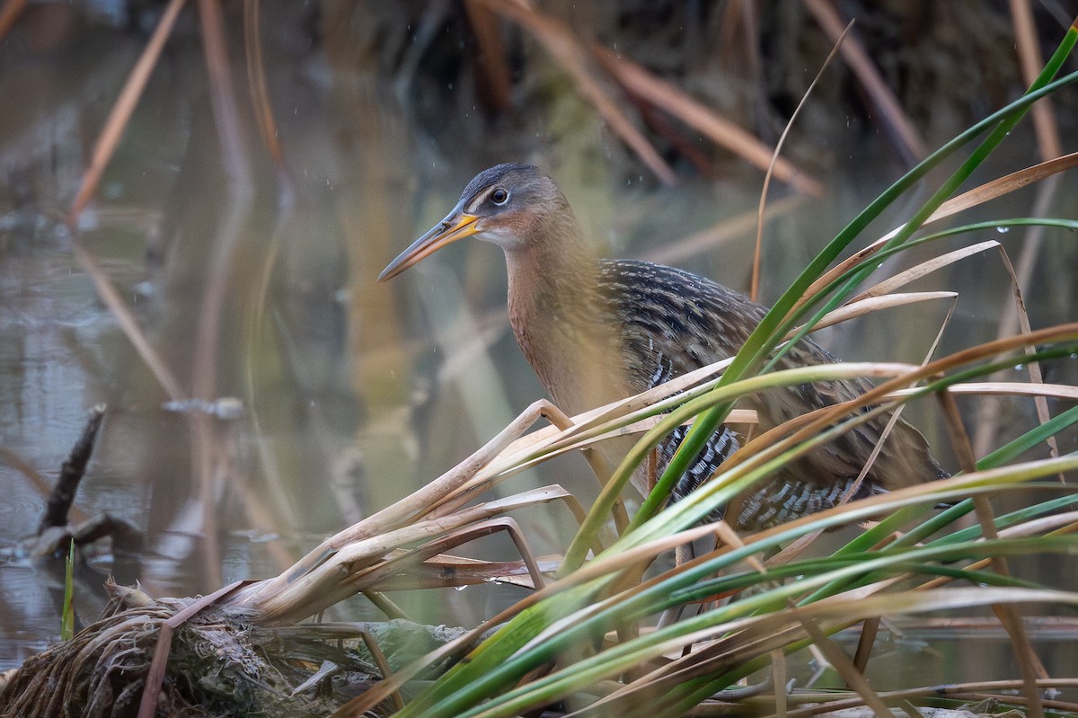 King Rail - ML647079230