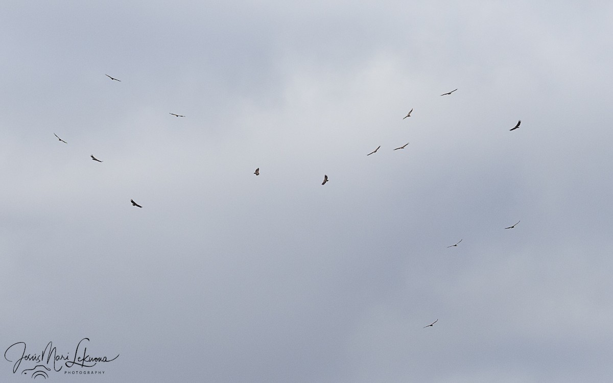 Белоголовый сип - ML647079231