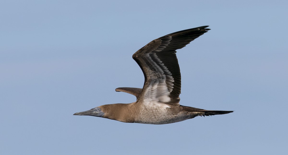 Cocos Booby (Brewster's) - ML647079236