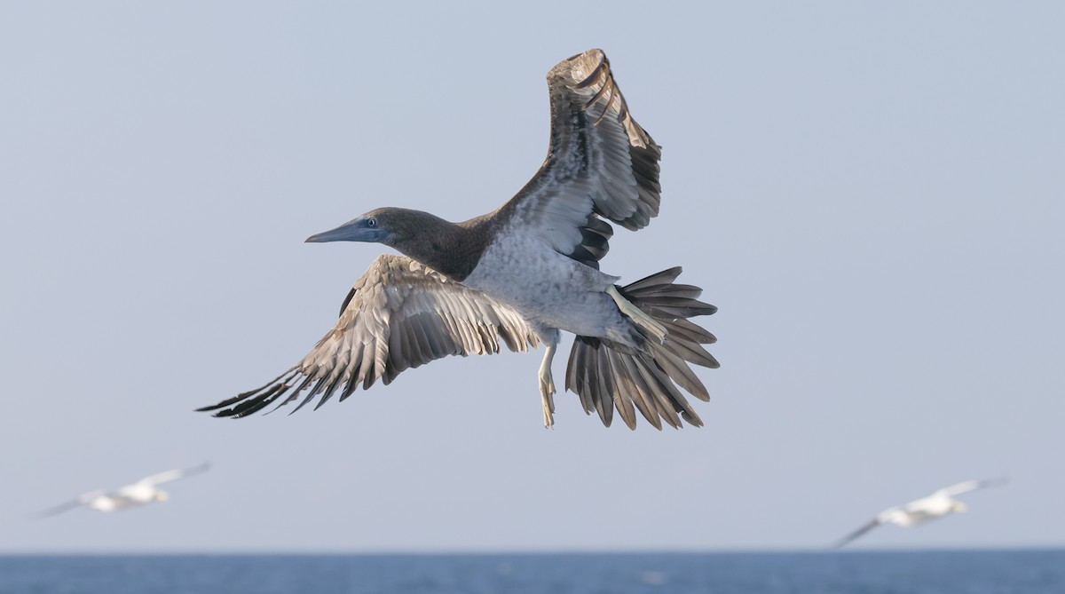 Cocos Booby (Brewster's) - ML647079237