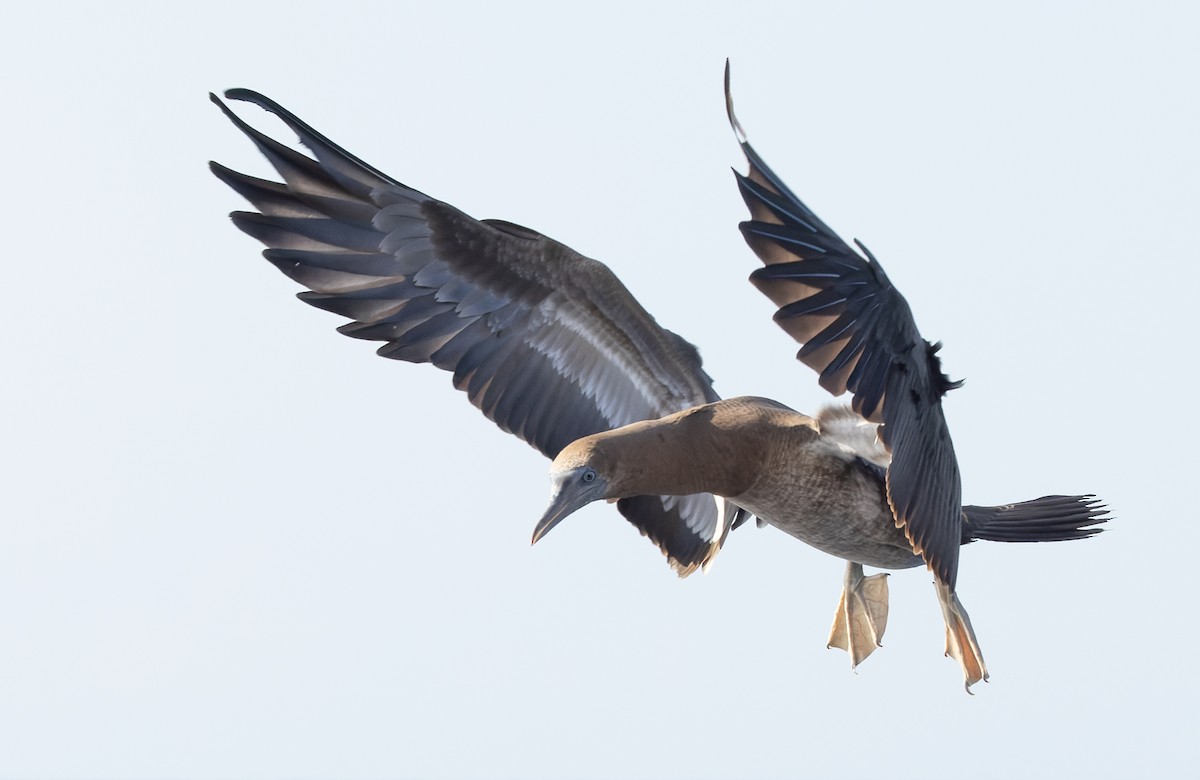 Cocos Booby (Brewster's) - ML647079238