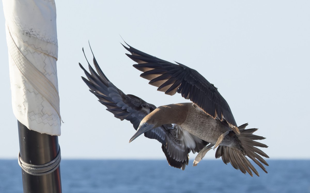 Cocos Booby (Brewster's) - ML647079239