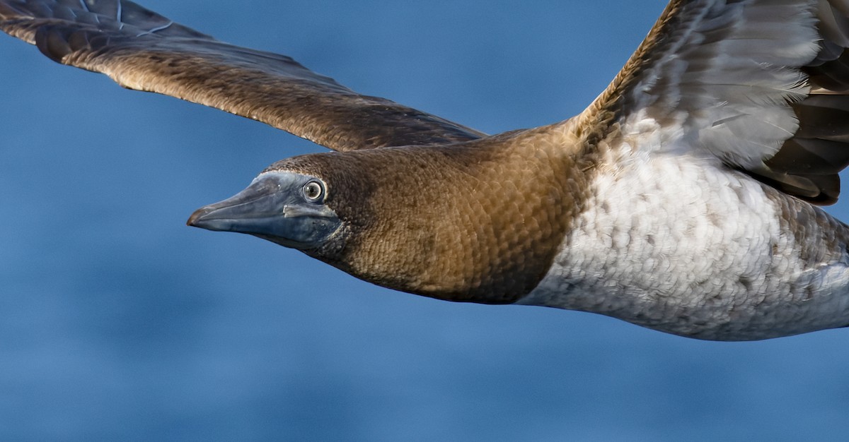 Cocos Booby (Brewster's) - ML647079241