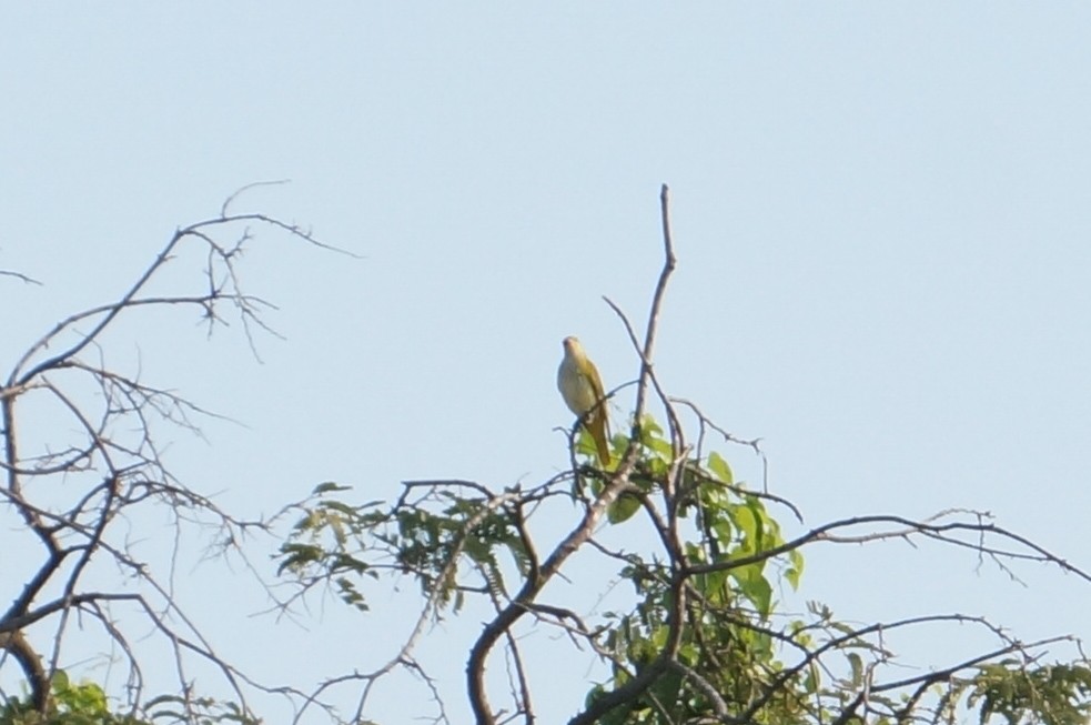 Indian Golden Oriole - ML647079246