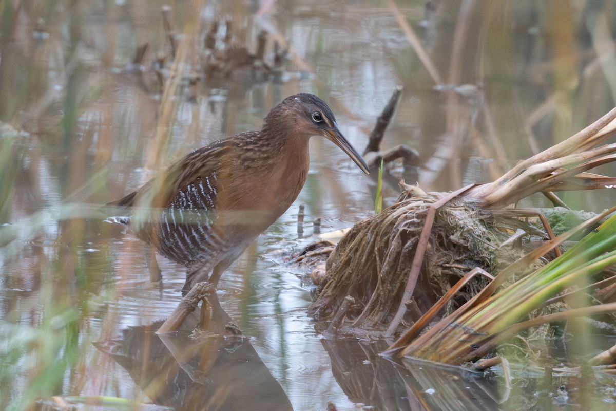 King Rail - ML647079247