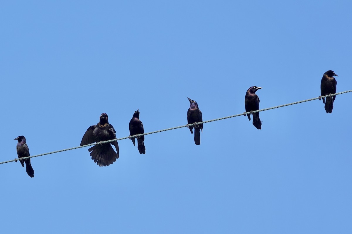 Common Grackle - ML647079250