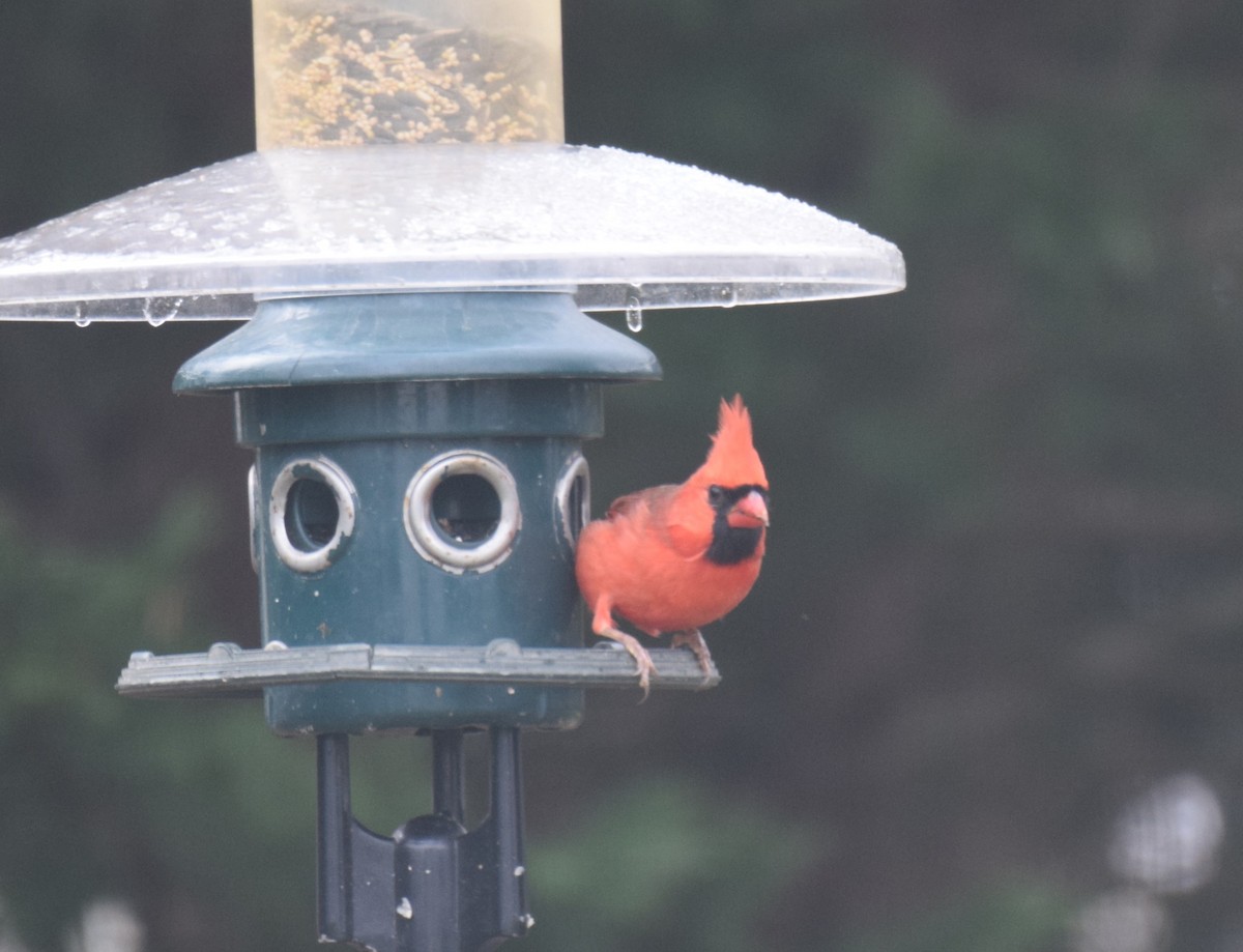 Northern Cardinal - ML647079251