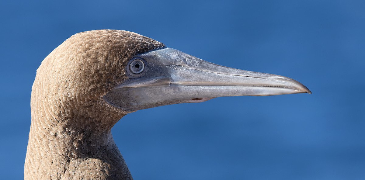 Cocos Booby (Brewster's) - ML647079254