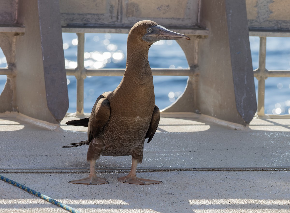 Cocos Booby (Brewster's) - ML647079255