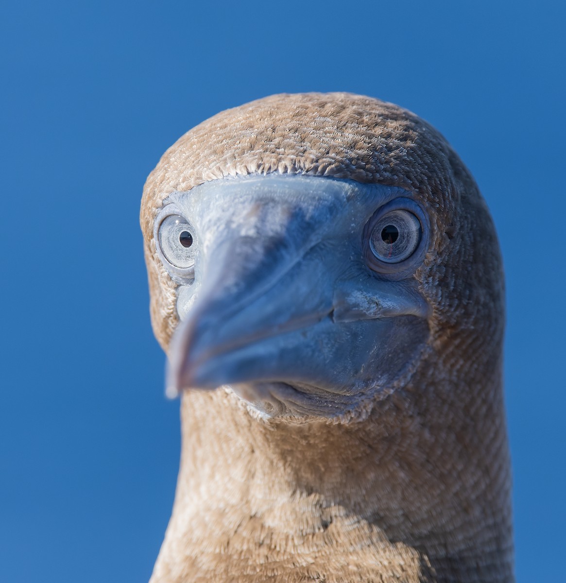 Cocos Booby (Brewster's) - ML647079256