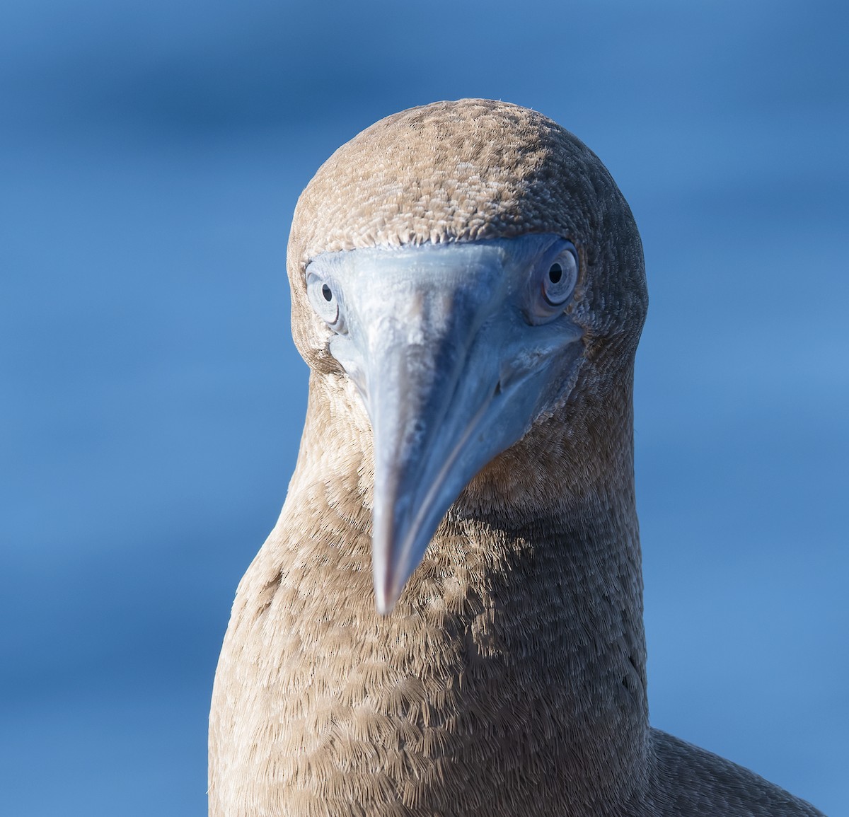 Cocos Booby (Brewster's) - ML647079257