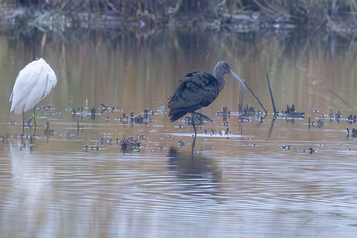 Beltzaran musuzuria - ML647079258