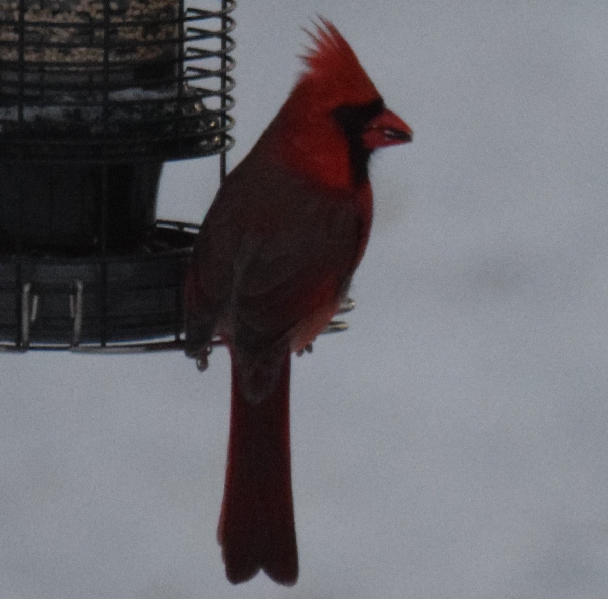 Northern Cardinal - ML647079267