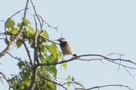 Indian Pied Starling - ML647079268