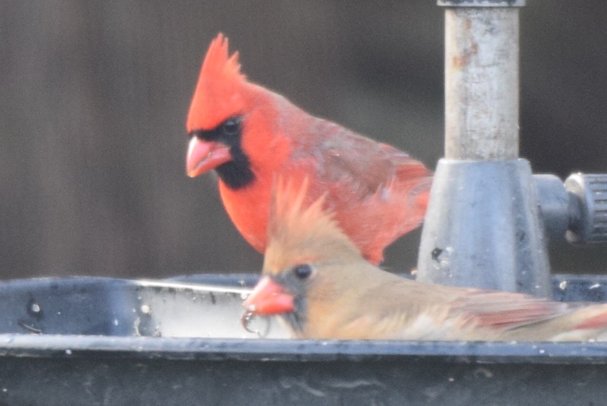 Northern Cardinal - ML647079275