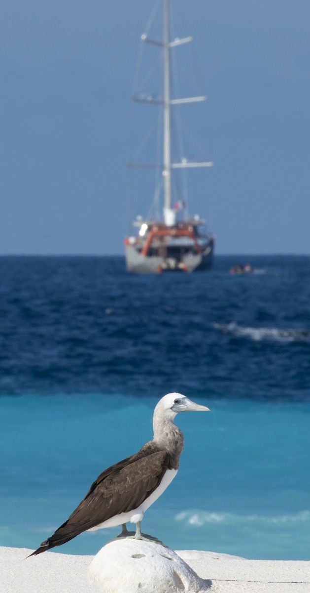 Cocos Booby (Brewster's) - ML647079280