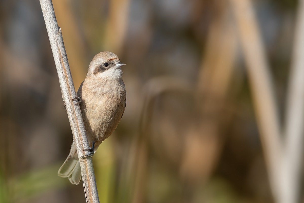 Eurasian Penduline-Tit - ML647079282