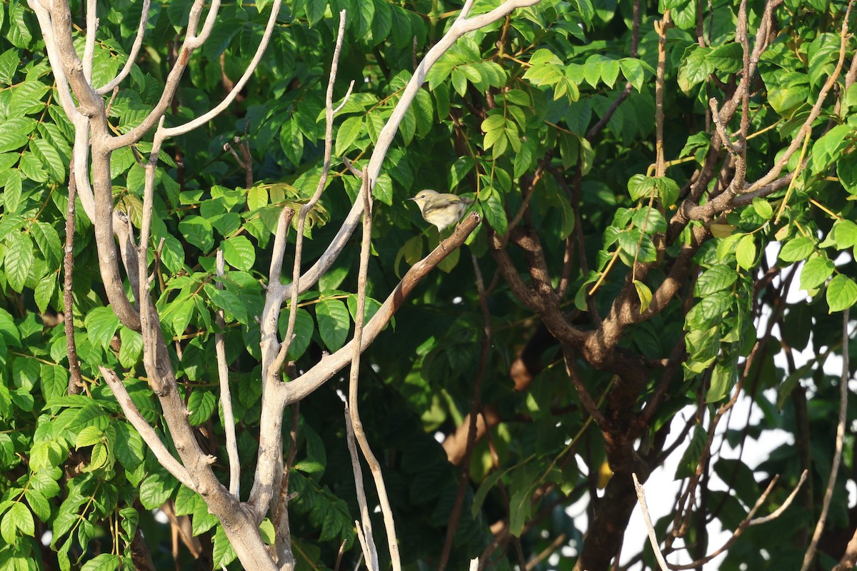 Cape May Warbler - ML647079283