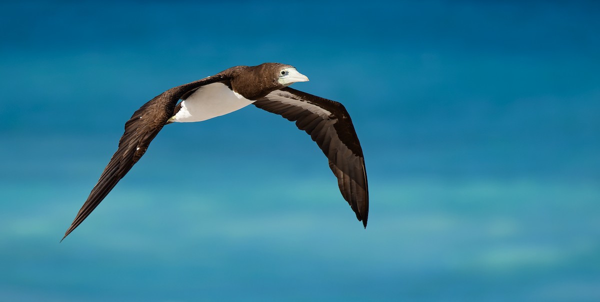 Cocos Booby (Brewster's) - ML647079285