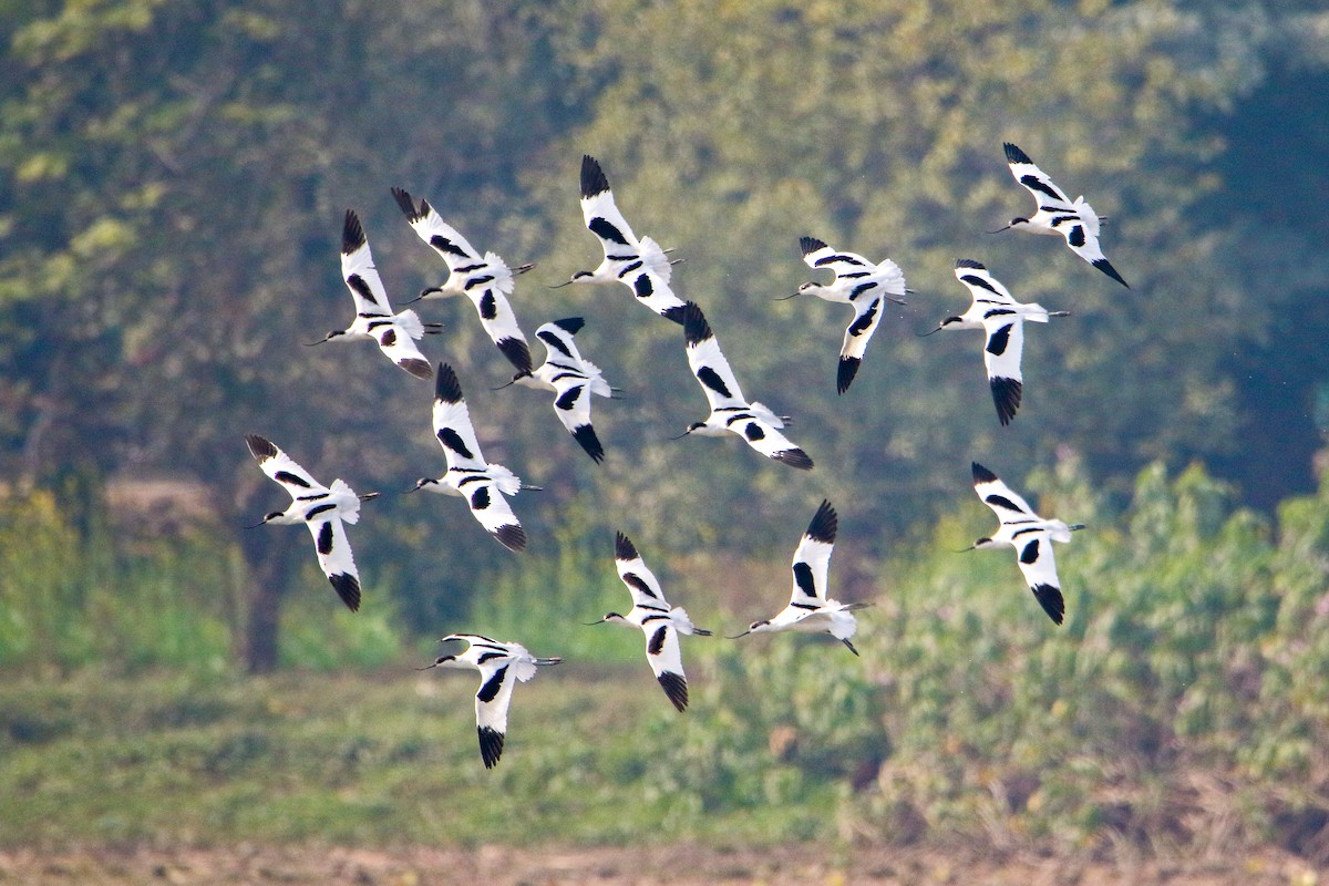 ソリハシセイタカシギ - ML647079286