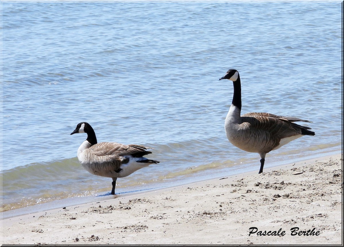 Bernache du Canada - ML647079304