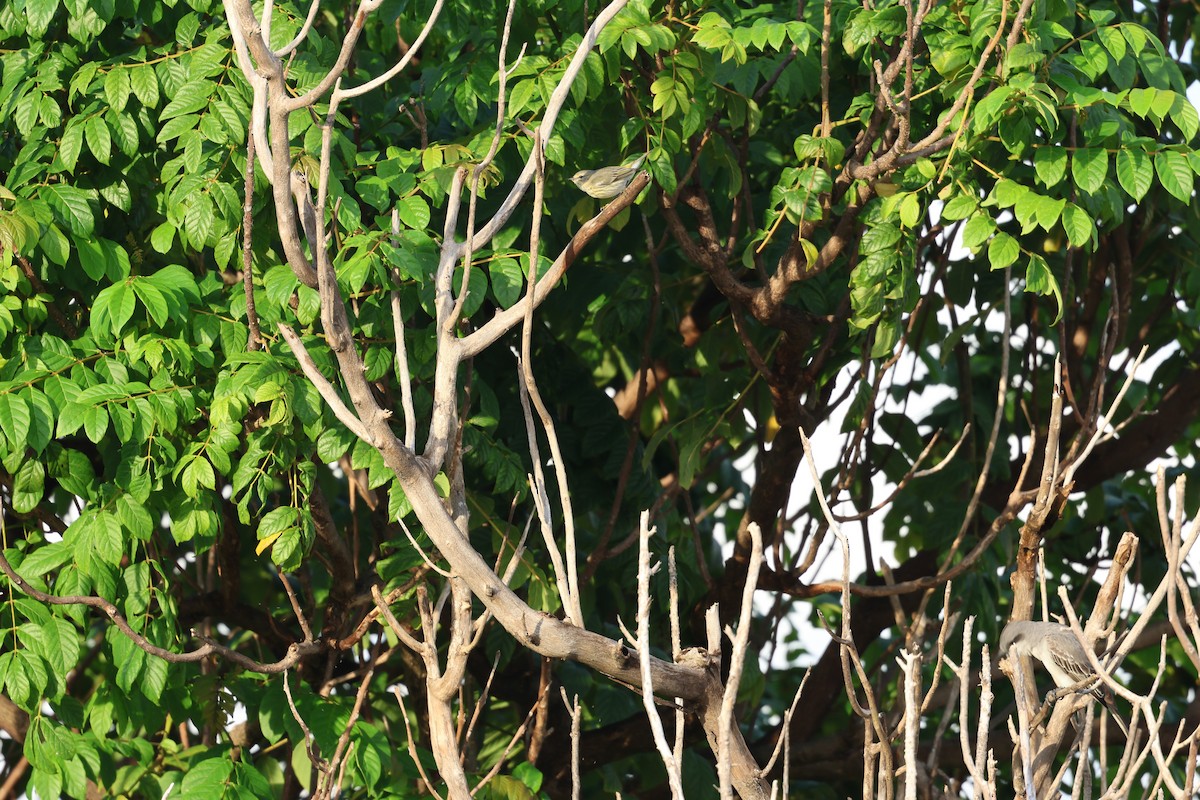 Cape May Warbler - ML647079305