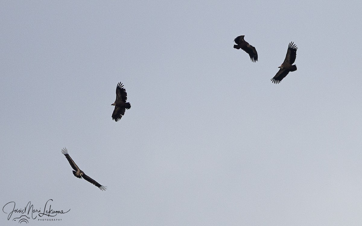 Белоголовый сип - ML647079306