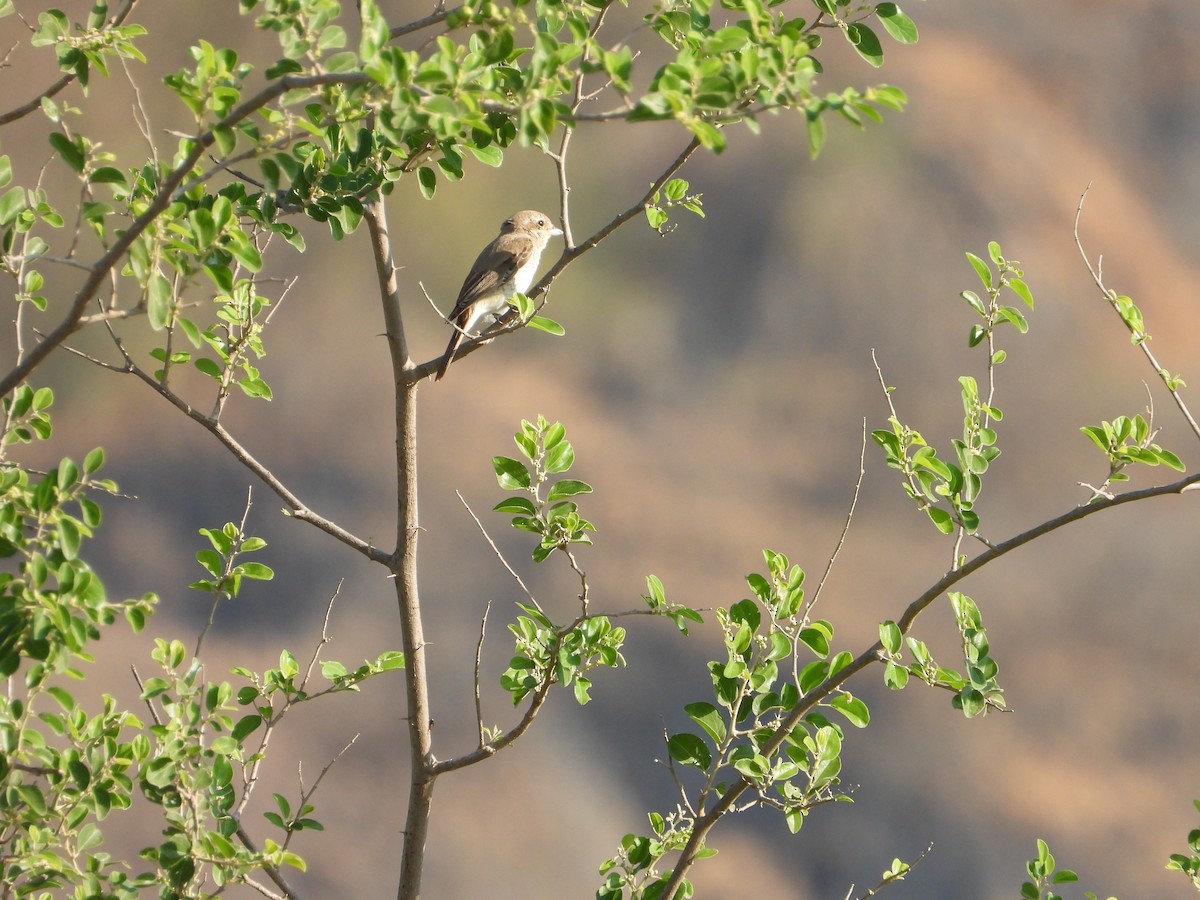 ťuhýk obecný - ML647079307