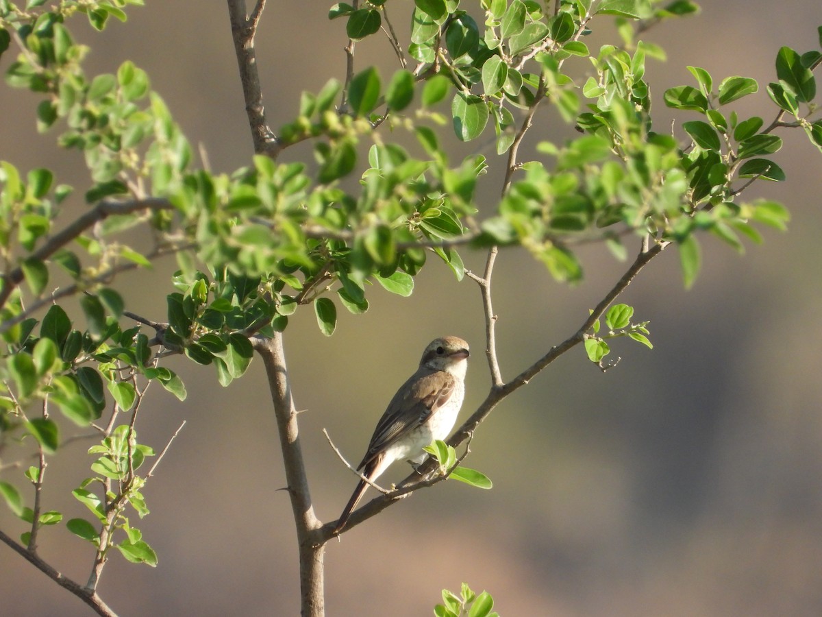 ťuhýk obecný - ML647079311