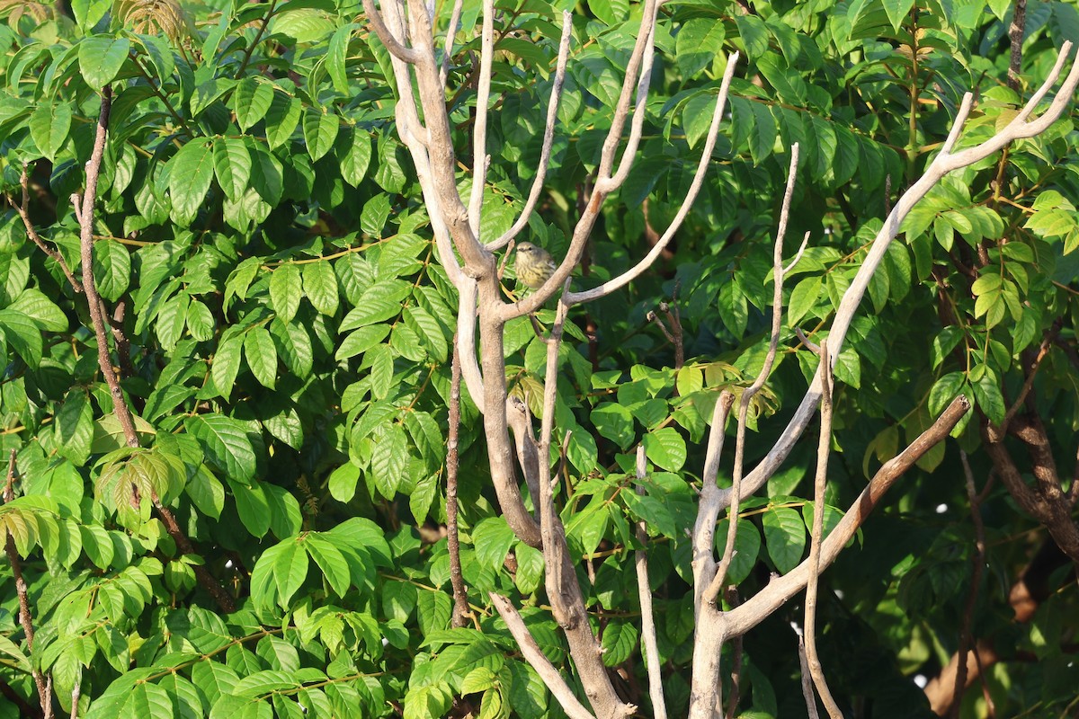 Cape May Warbler - ML647079316
