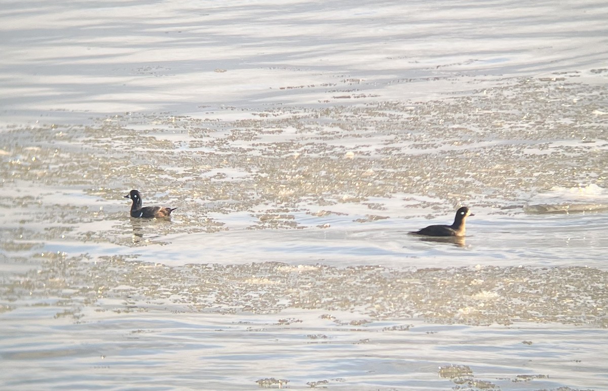 Harlequin Duck - ML647079323