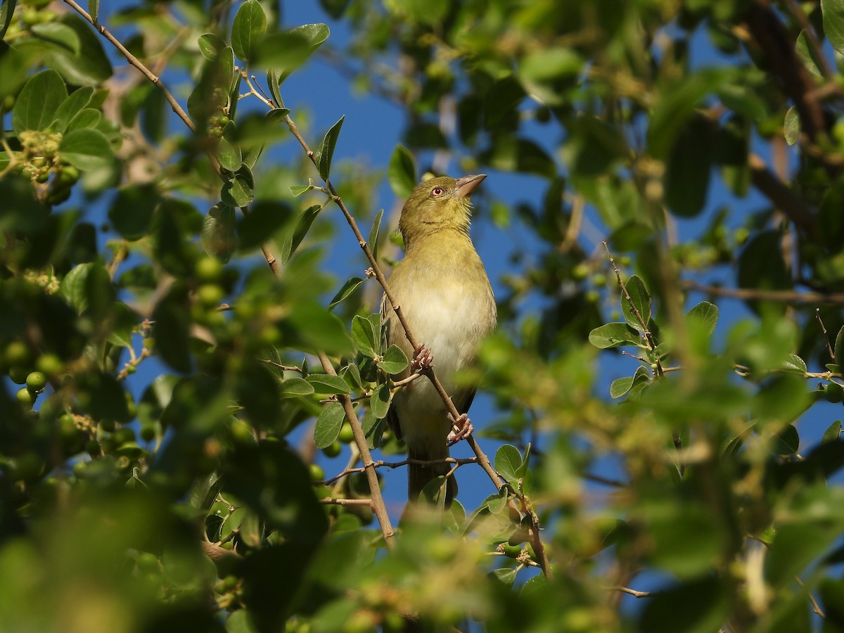 brunmaskevever - ML647079336