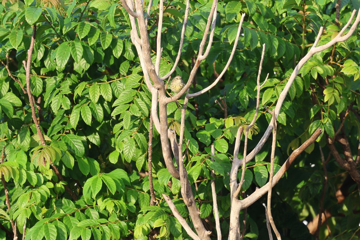 Cape May Warbler - ML647079339