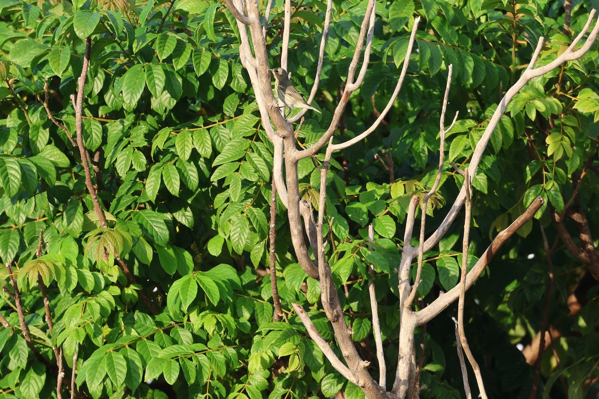 Cape May Warbler - ML647079347