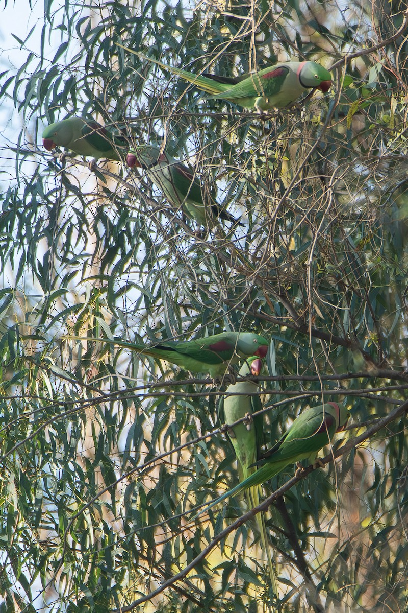 İskender Papağanı - ML647079354