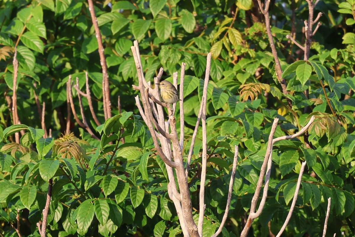 Cape May Warbler - ML647079357