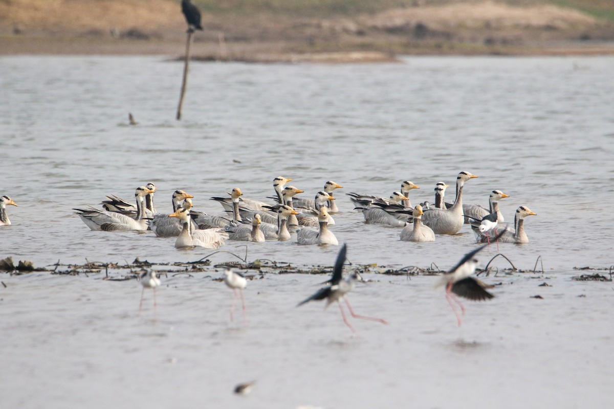 インドガン - ML647079369