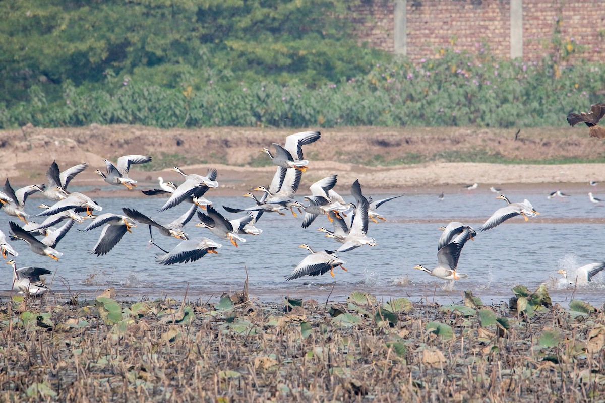 インドガン - ML647079370