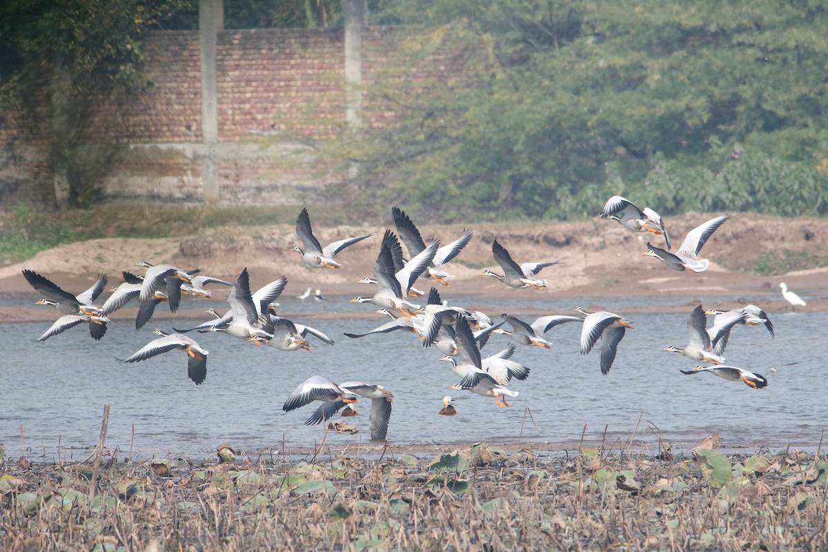 インドガン - ML647079371