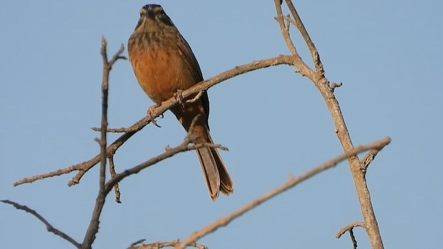 Striolated Bunting - ML647079374