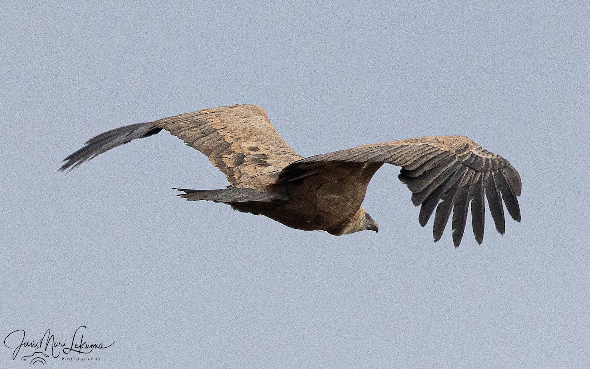 Белоголовый сип - ML647079384