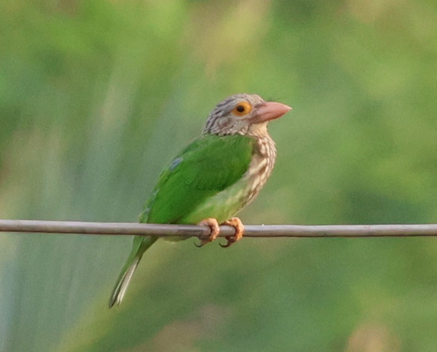 Lineated Barbet - ML647079387