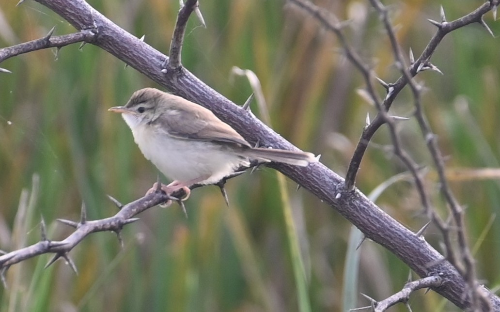 Plain Prinia - ML647079388