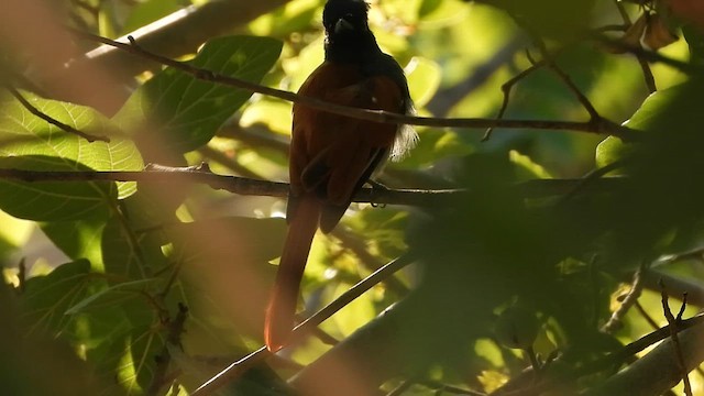 African Paradise-Flycatcher - ML647079390