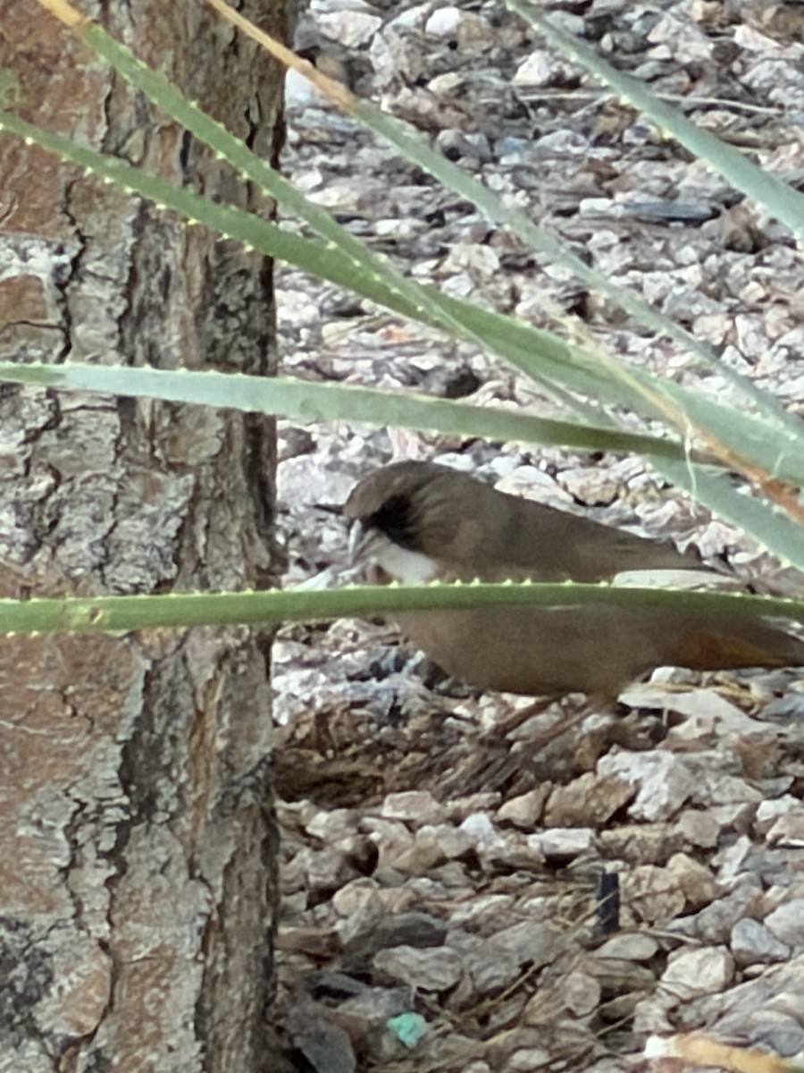 Abert's Towhee - ML647079391