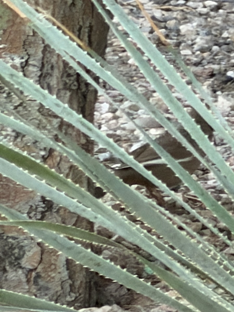 Abert's Towhee - ML647079394