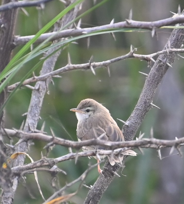 Plain Prinia - ML647079406