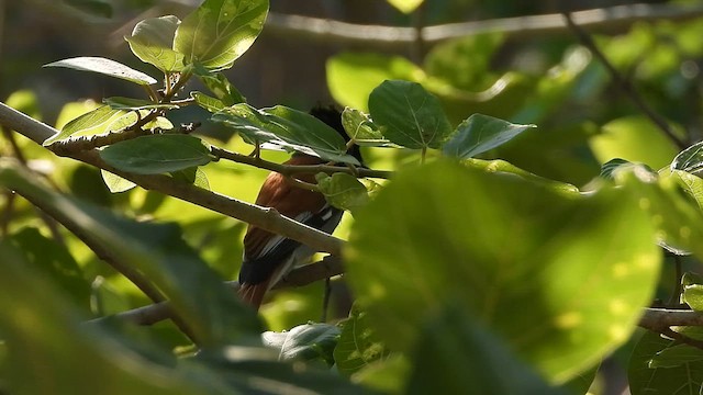 African Paradise-Flycatcher - ML647079407